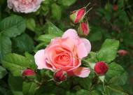 Villa Giustiniani – Fotogallery il Roseto – 20